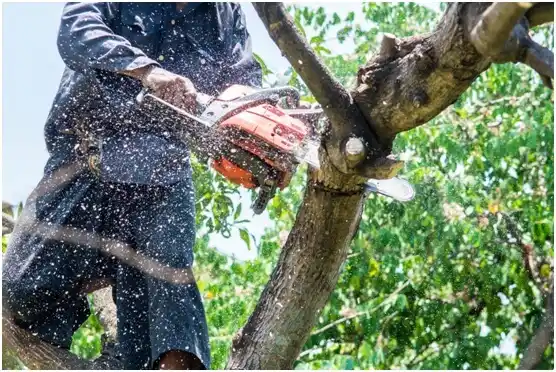 tree services Markham